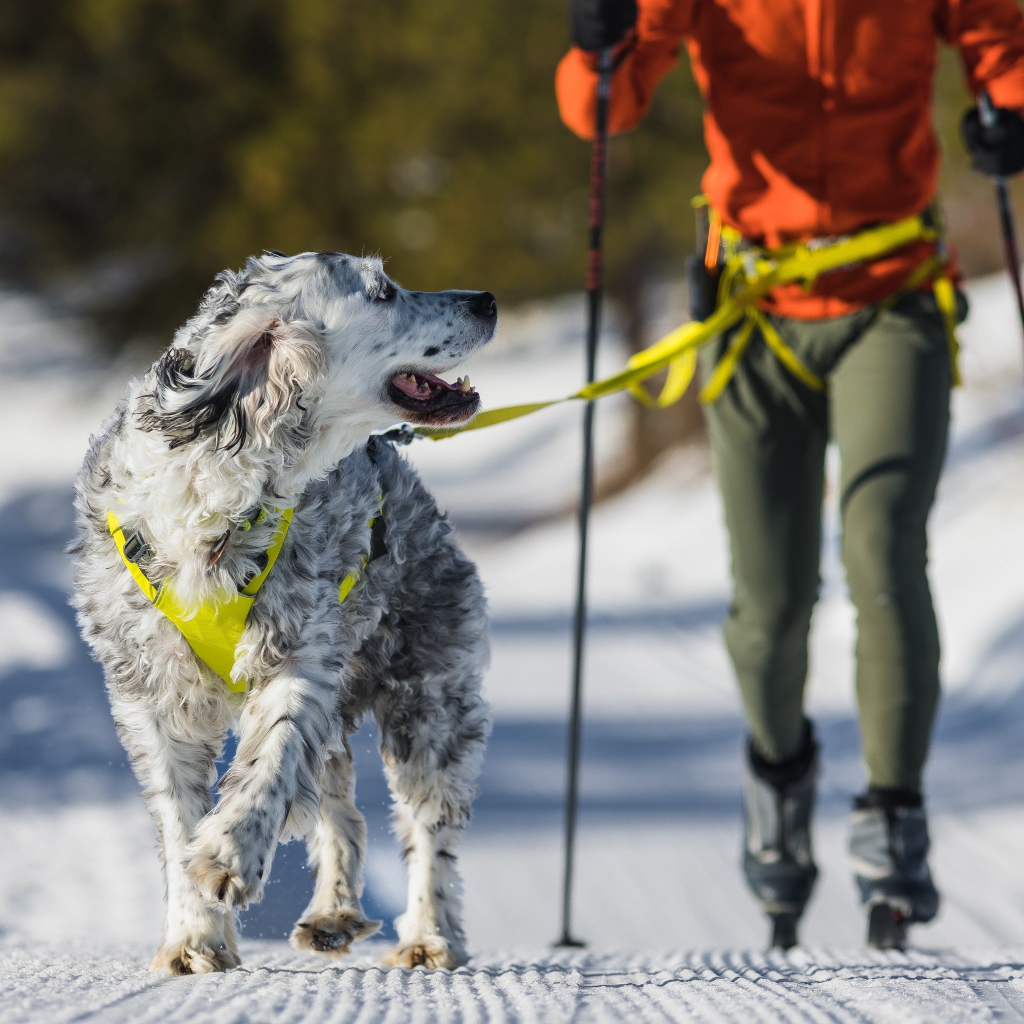 Ruffwear Omnijore™ Joring System, Jöring-Set mit Zuggeschirr - Woofshack