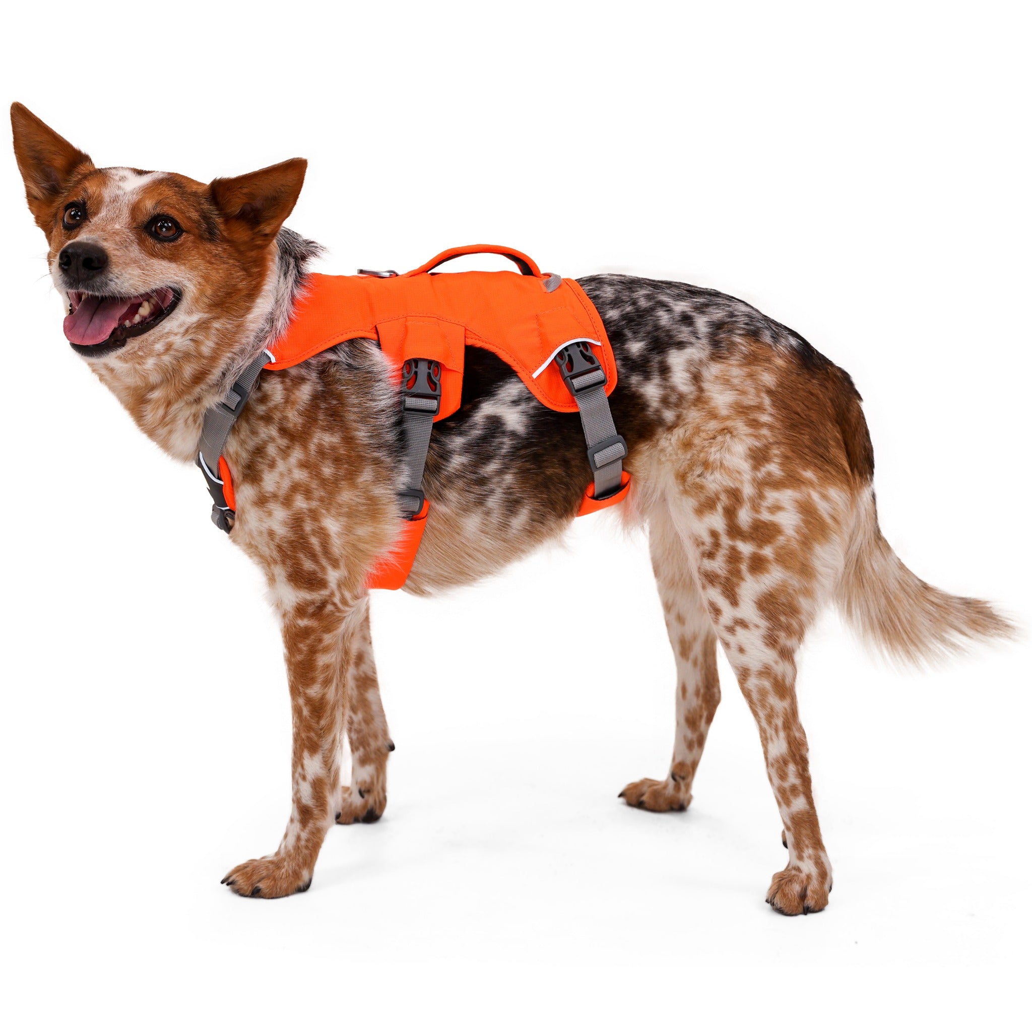 Ruffwear Web Master™ Harness, Ausbruchsicheres Hundegeschirr - Woofshack