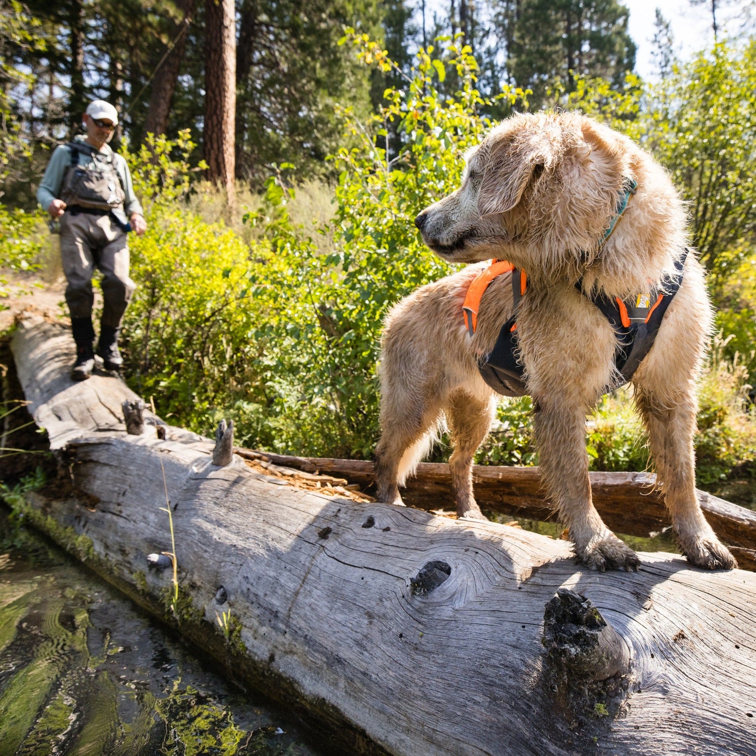 Ruffwear Web Master™ Harness, Ausbruchsicheres Hundegeschirr - Woofshack