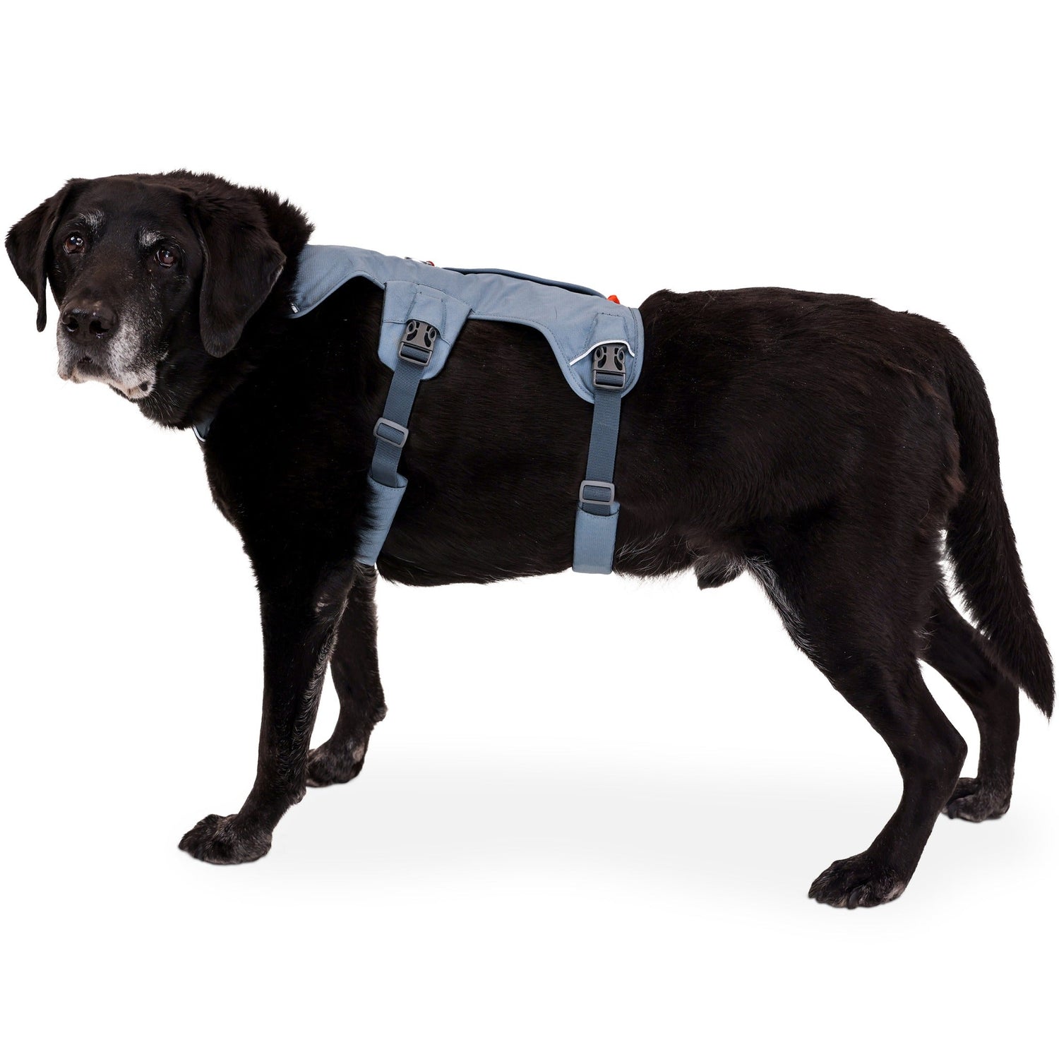 Ruffwear Web Master™ Harness, Ausbruchsicheres Hundegeschirr - Woofshack