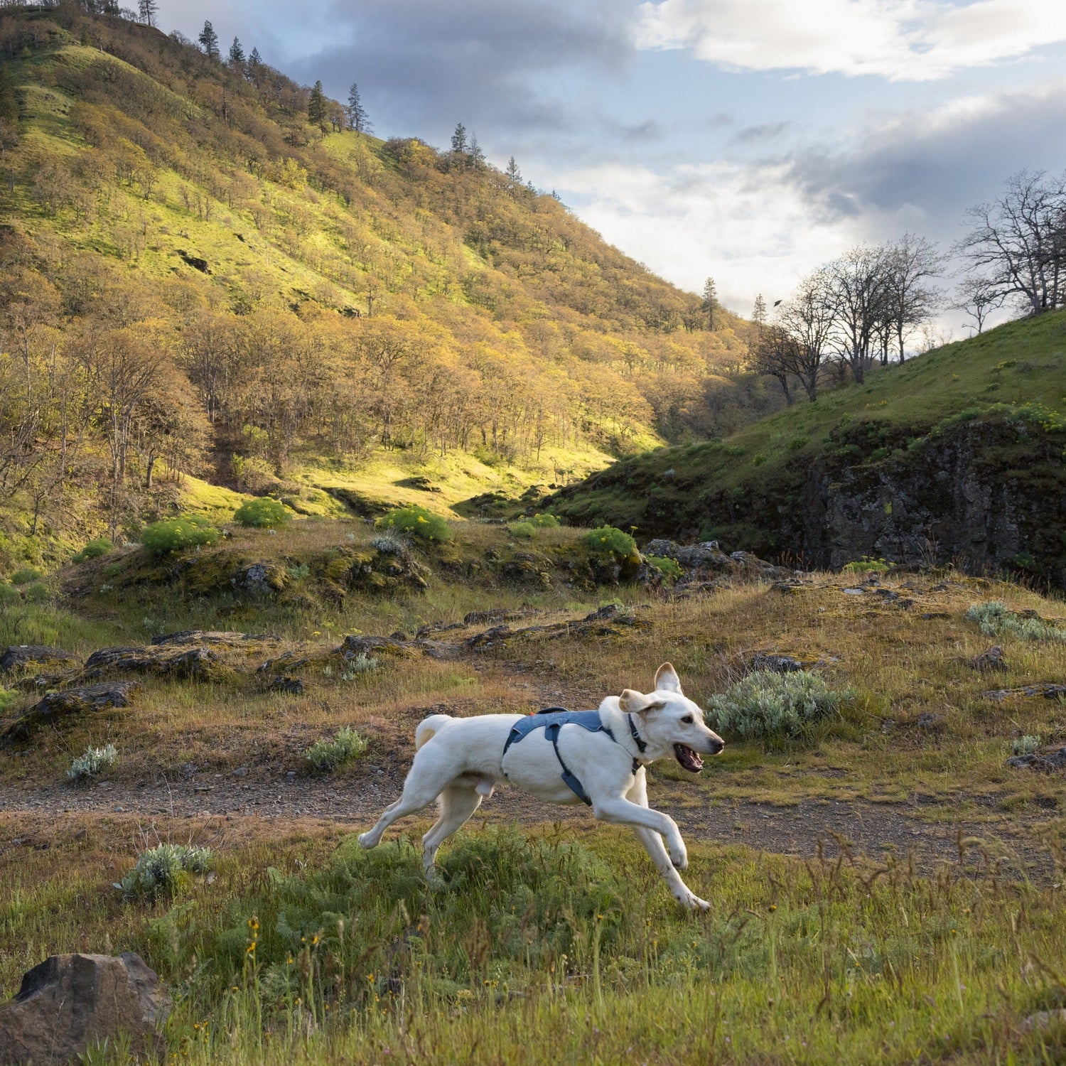 Ruffwear Web Master™ Harness, Ausbruchsicheres Hundegeschirr - Woofshack