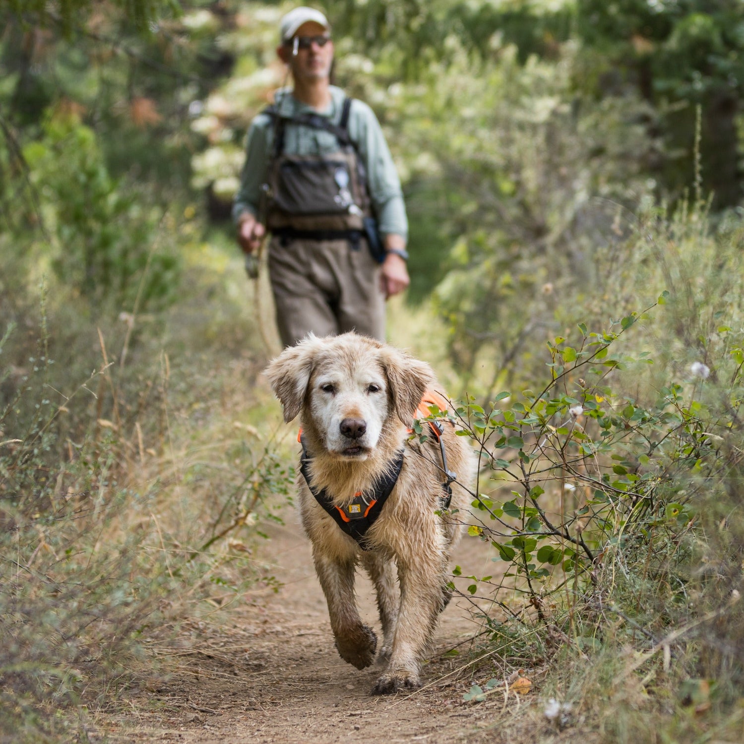 Ruffwear Web Master™ Harness, Ausbruchsicheres Hundegeschirr - Woofshack