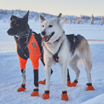 X-Back Zuggeschirr, Non-Stop Dogwear Nansen Nome Harness 5.0 - Woofshack